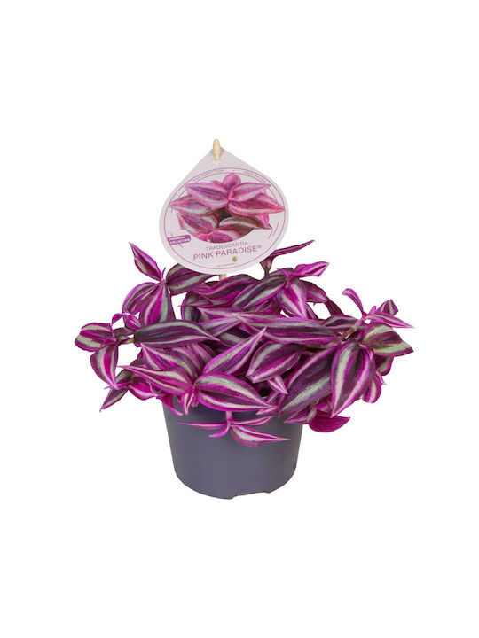 Τηλέγραφος Tradescantia Pink Paradise Τηλέγραφος Tradescantia Pink Paradise