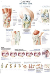 "Erler Zimmer: Menschliches Knie" Diagramm "Erler Zimmer: Menschliches Knie" Diagramm