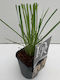 "Pampas Grass" Cortaderia Selloana Pampas White