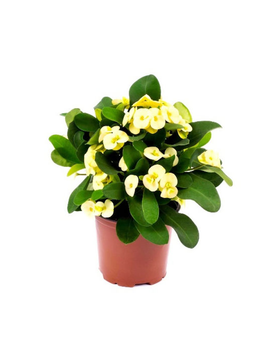"αγκάθι Του Χριστού" Euphorbia Milii Yellow "αγκάθι Του Χριστού" Euphorbia Milii Yellow