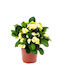 "αγκάθι Του Χριστού" Euphorbia Milii Yellow