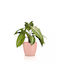 Lechuza Classico Pot Plastic Magnolia 15x15x14cm.