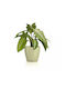 Lechuza Classico Pot Plastic 15x15x14cm.