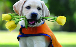 Roll Up Stand Τζάμια Dog Lover Roll Up Stand Τζάμια Dog Lover