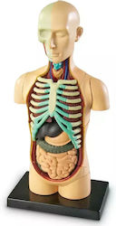 Learning Resources Human Body за 8-12 Години