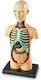 Learning Resources Human Body Εκπαιδευτικό Παιχνίδι Γνώσεων για 8-12 Ετών