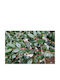 Myrtus Luma 9lt