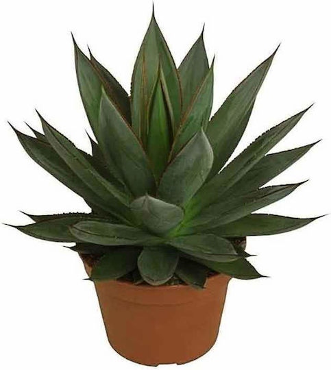 Agave 'Blue Glow' 15 cm
