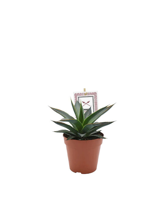Agave ‘blue Glow’ 12cm Agave ‘blue Glow’ 12cm