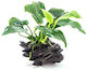 S.i Anubias Barteri Var Nana On Wood Midi