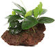 S.i Anubias Barteri Var Nana on Lavastone