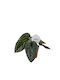 Anthurium Luxurians X Radicans 12cm