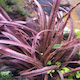 Cryptocoryne Spiralis Red