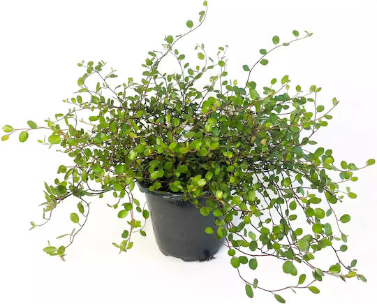 Μουχλεμπέχια Muehlenbeckia Complexa Maori