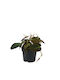 Philodendron 'micans' 12cm