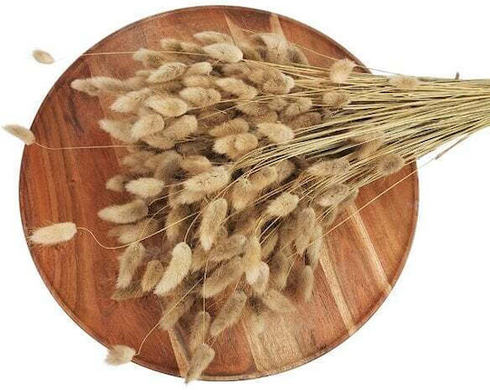 Lagurus Αποξηραμενα Bunny Tails 100 Gr Φυσικο