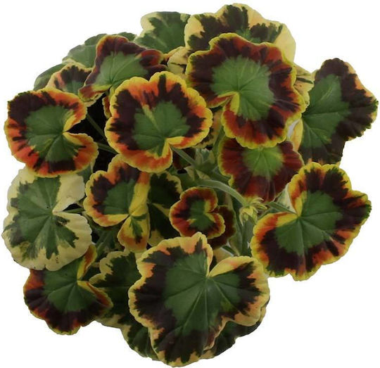 Pelargonium 'contrast' 10.5cm