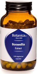 Botanica Boswellia Botanica Boswellia