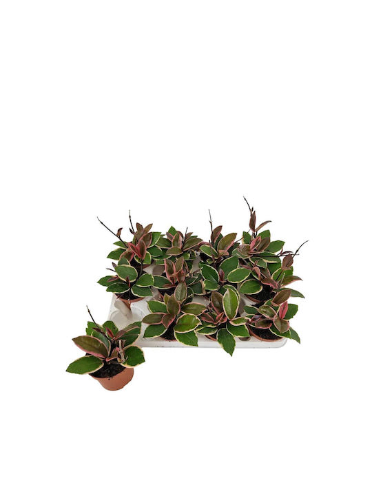 Hoya 'flamingo Dream' 9cm Hoya 'flamingo Dream' 9cm