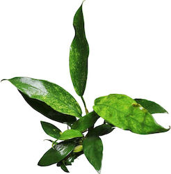 Stoffels Anubias Barteri Var Glabra 'variegata'