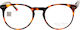 Alexander Wintsch Brown Tortoise 20192