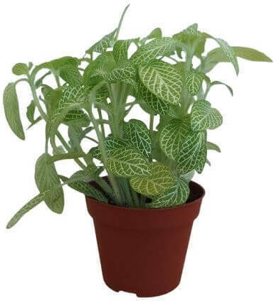 S.i Fittonia Albivenis Weißer Tiger Grün