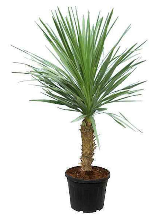 ОЕМ зелена драцена или кордилина Cordyline Australis растение 10 лт 80/100