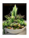 Artificial Sansevieria Succulent Plant H 40 X 0.40m