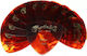Martin Faux-tortoise 346 Light 0.46mm Πέννες 12...