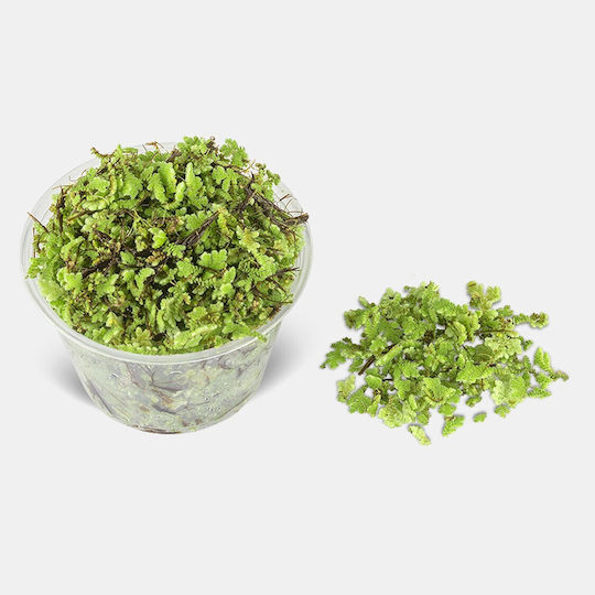 Live Floating Aquarium Pond Plants Azolla Caroliniana
