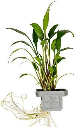 Cryptocoryne X Willisii Clp