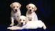 Roll Up Stand Τζάμια Dogs Lover
