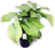 S.i Syngonium Podophyllum White Butterfly