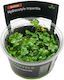S.i Hydrocotyle Tripartita In-vitro