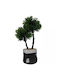 Copac Bonsai Artificial Ghiveci Ciment Negru Detalii Argintii