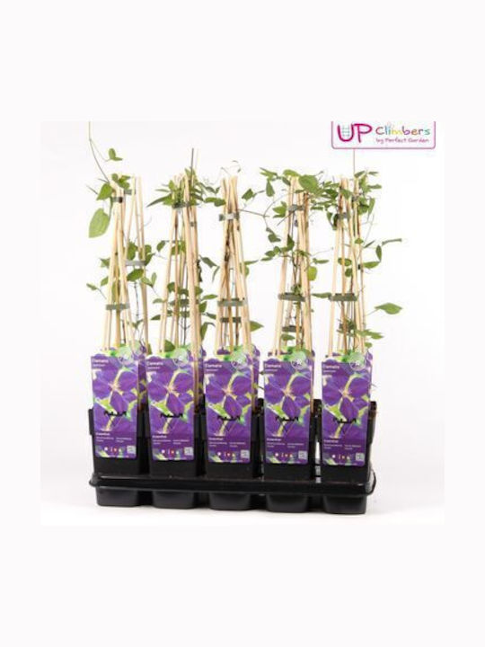 Κληματίδα Clematis Jackmanii Κληματίδα Clematis Jackmanii