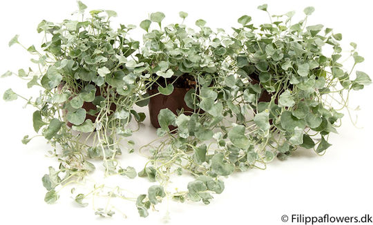 Διχόνδρα Dichondra Argentea Silver Falls