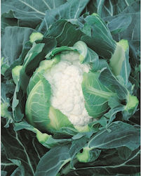 Geniki Fytotechniki Athinon Seeds Cauliflower H...