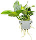 Tropica Anubias Barteri Nana On Clip