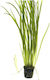 Vallisneria Spiralis Ριζα
