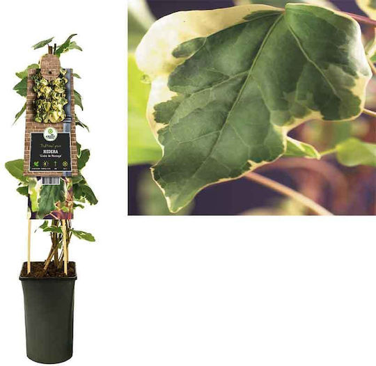 Hedera 'Gloire de Marengo' 15 cm Hedera 'Gloire de Marengo' 15 cm