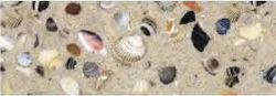 Shell Cardboard 50x70 Double-Sided