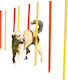 Εκπαίδευση Γυμναστική Σκύλου Slalom Agility Ύψος 100εκ