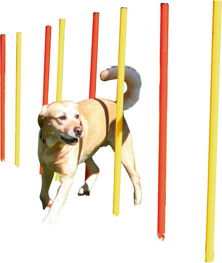 Εκπαίδευση Γυμναστική Σκύλου Slalom Agility Ύψος 100εκ
