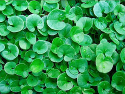 Σπόρος Γκαζόν Διχόνδρα Τριφύλλι (Dichondra Repens) 50gr