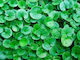 Σπόρος Γκαζόν Διχόνδρα Τριφύλλι (Dichondra Repens) 250gr