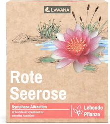 Lawana Nymphaea Natura Coco Attraction Lawana Nymphaea Natura Coco Attraction