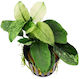 Aquaflora Anubias Barteri Var.nana Pinto Pot