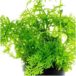 Aquaflora Ceratopteris Thalictroides în ghiveci