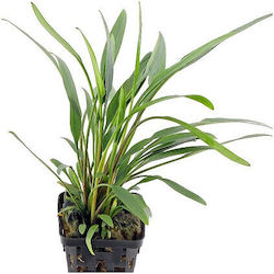 Aquaflora Cryptocoryne X Willisii Lucens Plant